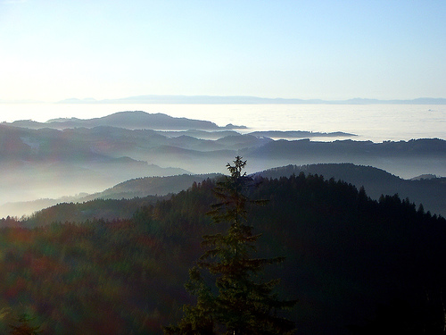 Blackforest - Rhine