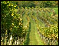 Vineyards